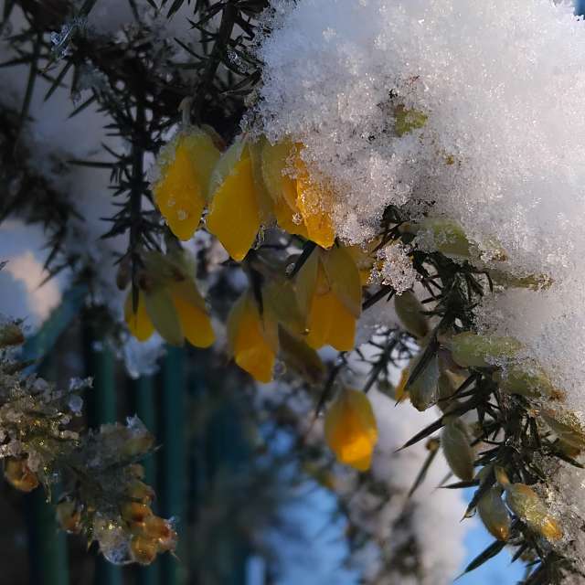 天气预报，带Lea71精美的照片