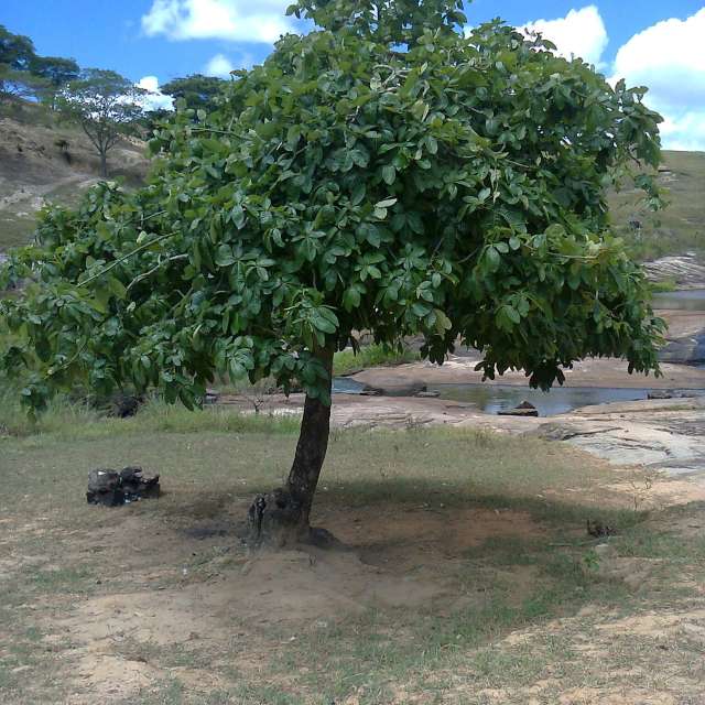 天气预报，带Safardy02精美的照片