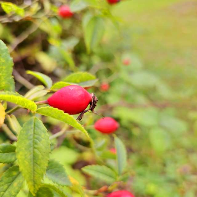 Apple. Weather forecasts with beautiful photos by Seni Photos in Velbert