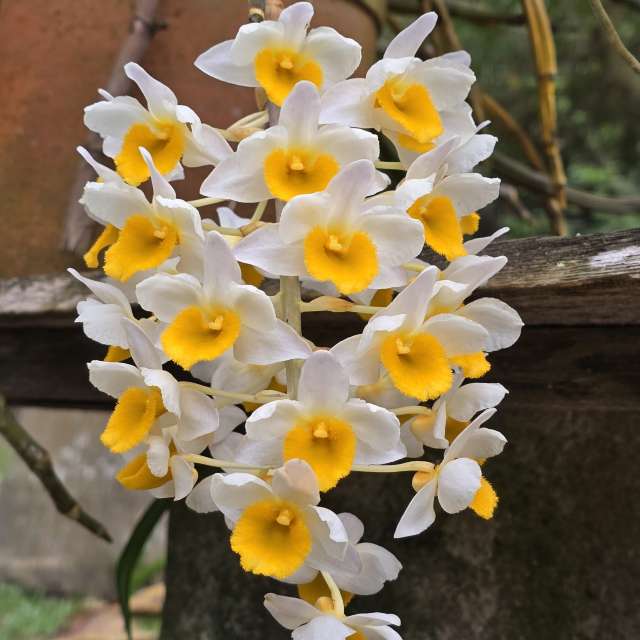 天气预报，带Flavia51精美的照片