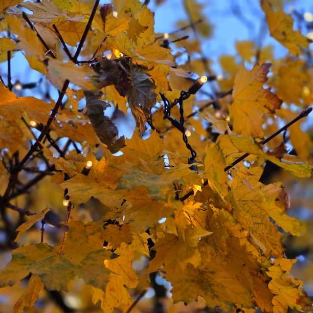 Seniの美しい写真による天気予報