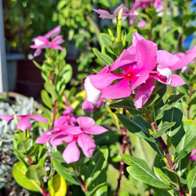 Pot. Weather forecasts with beautiful photos by Wen-ya Huang Photos in Kaohsiung City