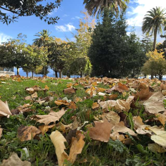 Leafs. Weather forecasts with beautiful photos by Lomarog Photos in World