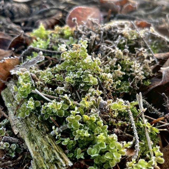 天气预报，带Stassy精美的照片