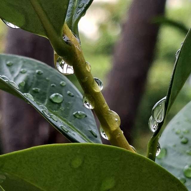 Fotos del Paraguas. Pronósticos del tiempo con hermosas fotos de Wen-ya Huang en Kaohsiung City