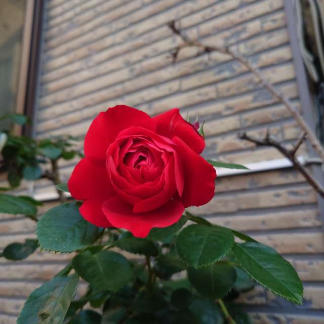 Fotos Gato. Previsões do tempo com lindas fotos de あさのジジ em Okayama