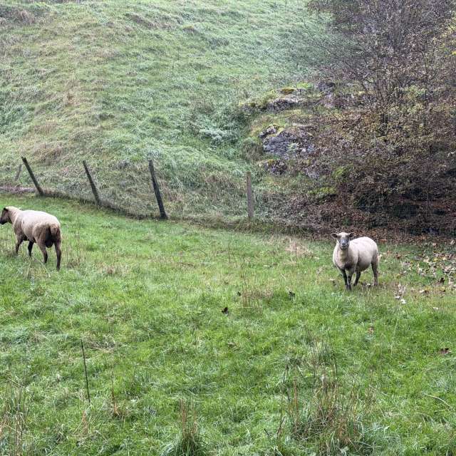 Photos Animal. Prévisions météo avec de superbes photos de SwissEloi de Sonvilier