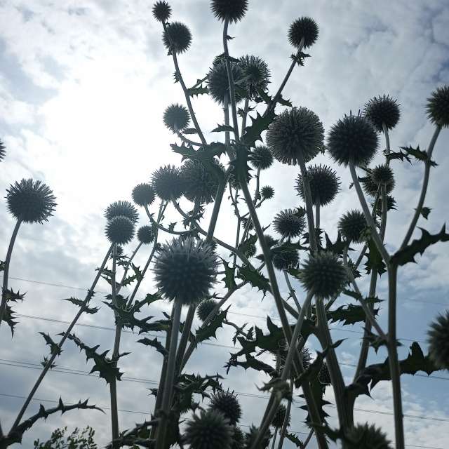Vase. Wettervorhersagen mit schönen Fotos von Evgeniya77 Fotos Kolomna