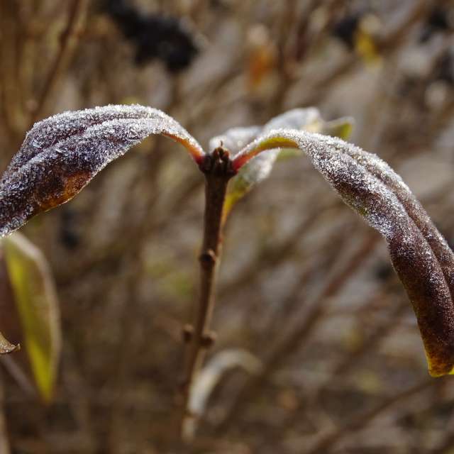 Plant. Weather forecasts with beautiful photos by Михаил Гавриков Photos in Kharkiv