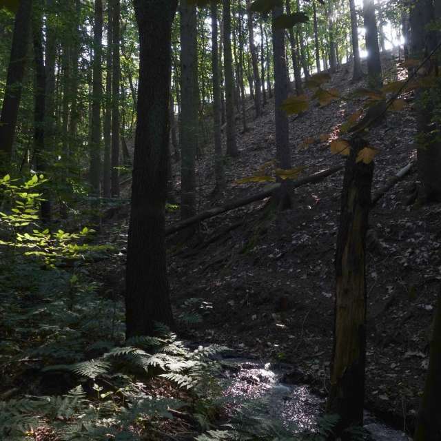 Fotos Arborizado. Previsões do tempo com lindas fotos de Vasek325 em Praha 12