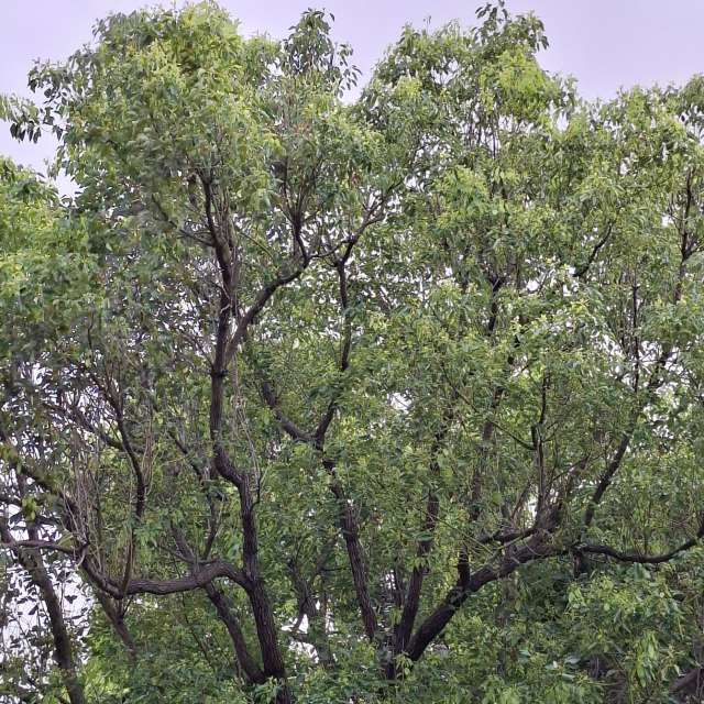 Fotos Parque. Previsões do tempo com lindas fotos de Wen-ya Huang em Kaohsiung City