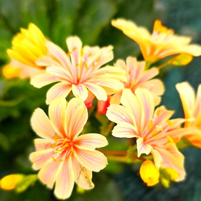 Fotos Flor. Previsões do tempo com lindas fotos de Seni em Velbert