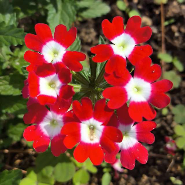 Previsões do tempo com lindas fotos de Takimi-sky