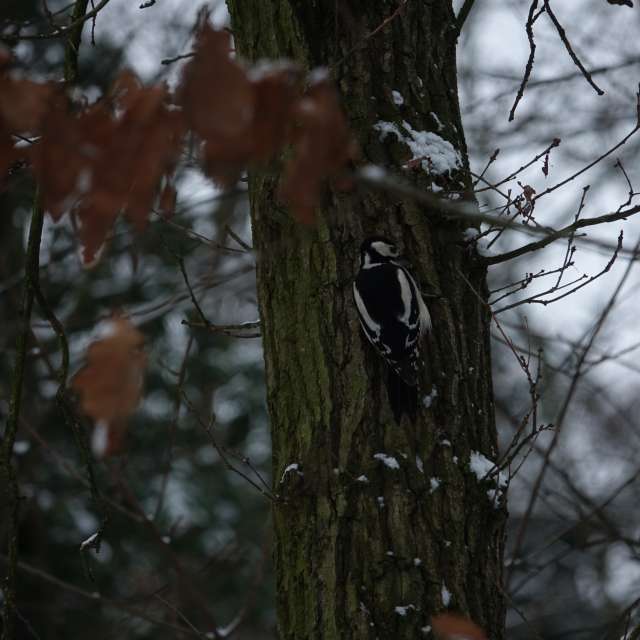 Fotos Neve. Previsões do tempo com lindas fotos de Vasek325 em Praha 4