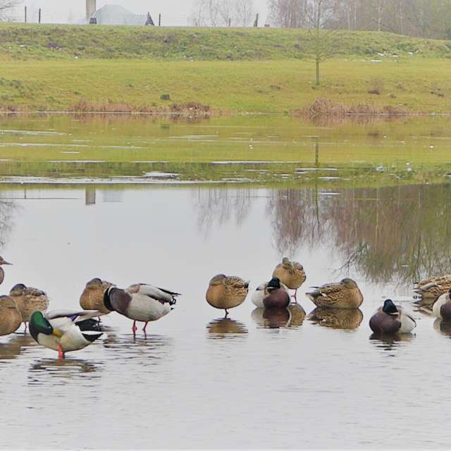 Pond. Weather forecasts with beautiful photos by AlmaGenute53 Photos in Lithuania