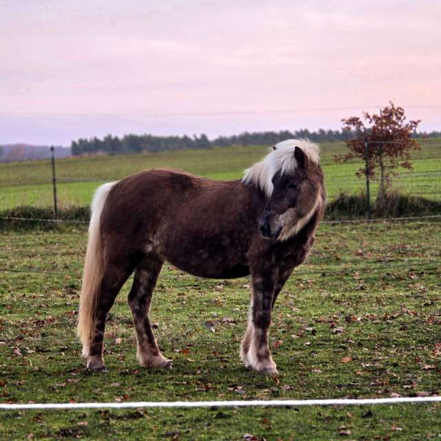 Wettervorhersagen mit schönen Fotos von Hela