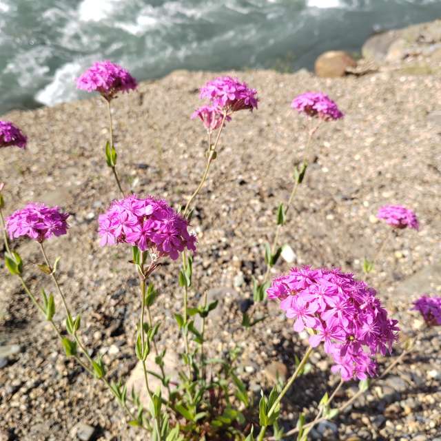 Colorful. Weather forecasts with beautiful photos by Albert_Smelovtsev Photos in Roza Khutor