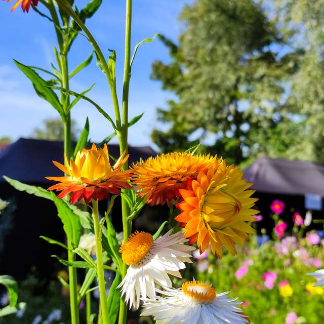 agOostの美しい写真による天気予報