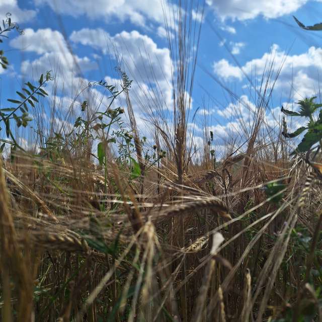 Summer. Weather forecasts with beautiful photos by NaturePhotographer2 Photos in Lithuania