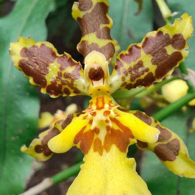 Fotos del Planta. Pronósticos del tiempo con hermosas fotos de VIAꓨEM_E_HISTÓЯIA en Florianópolis