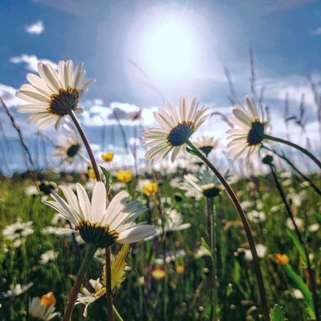 Thistle. Weather forecasts with beautiful photos by hejpetrpepa Photos in Plzeň Region