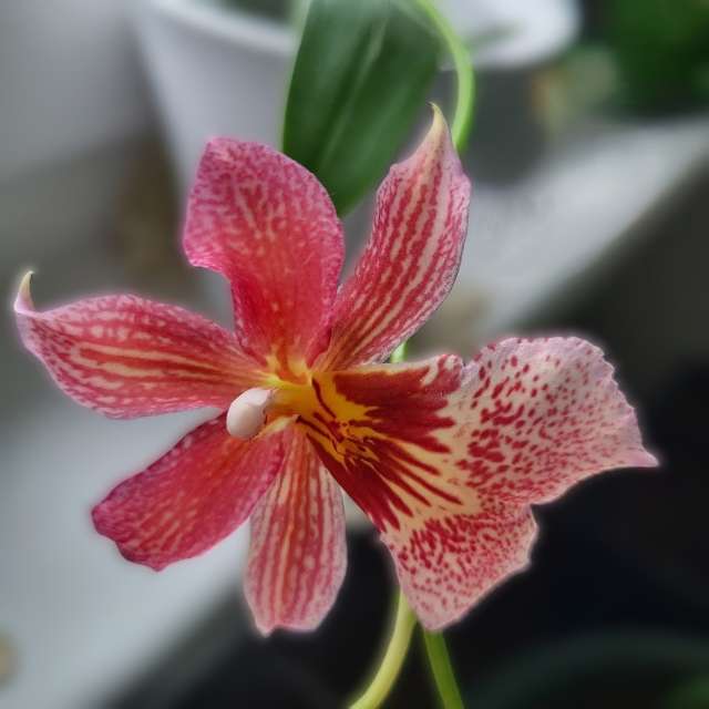 aida-khaldiの美しい写真による天気予報