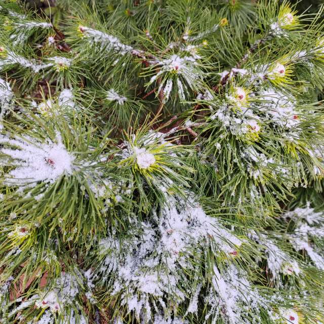 Flower. Weather forecasts with beautiful photos by Albert_Smelovtsev Photos in Roza Khutor