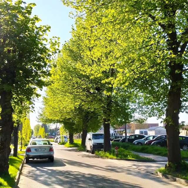 Fotos del Verde. Pronósticos del tiempo con hermosas fotos de Romek58 en Wieluń