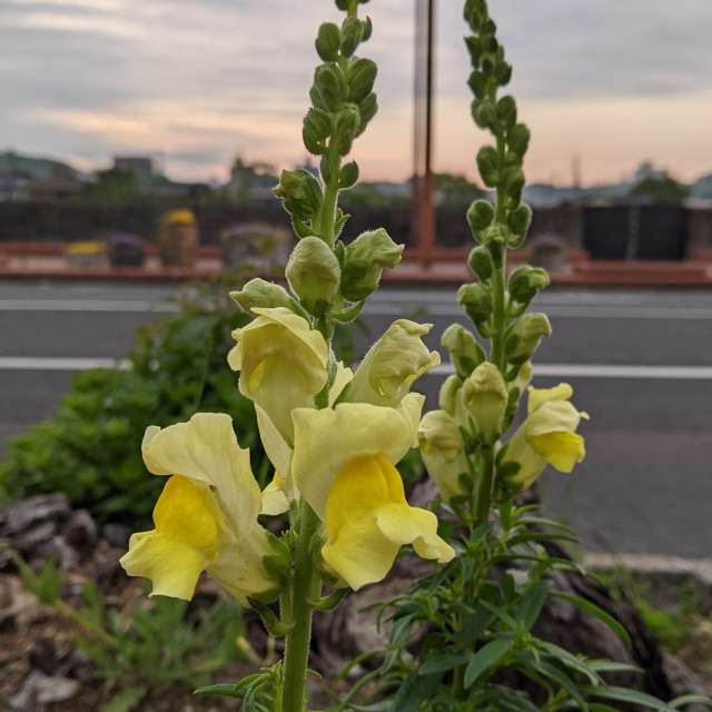 Fotos Alto. Previsões do tempo com lindas fotos de あさのジジ em Okayama