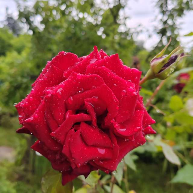 Fotos del Rosa. Pronósticos del tiempo con hermosas fotos de Albert_Smelovtsev en Sochi