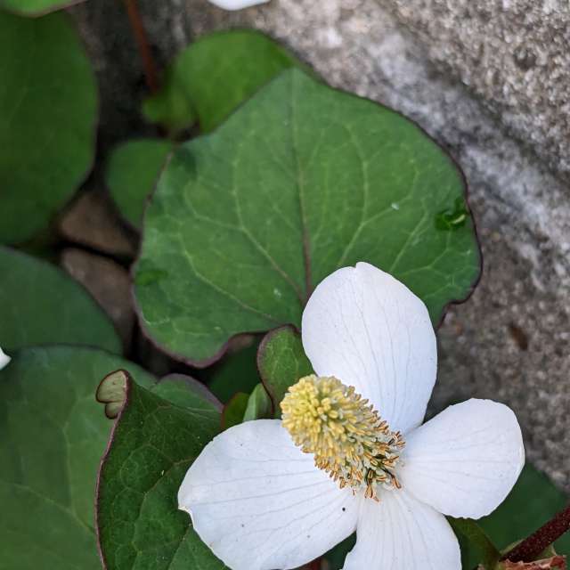 Fotos Deitado. Previsões do tempo com lindas fotos de あさのジジ em Okayama