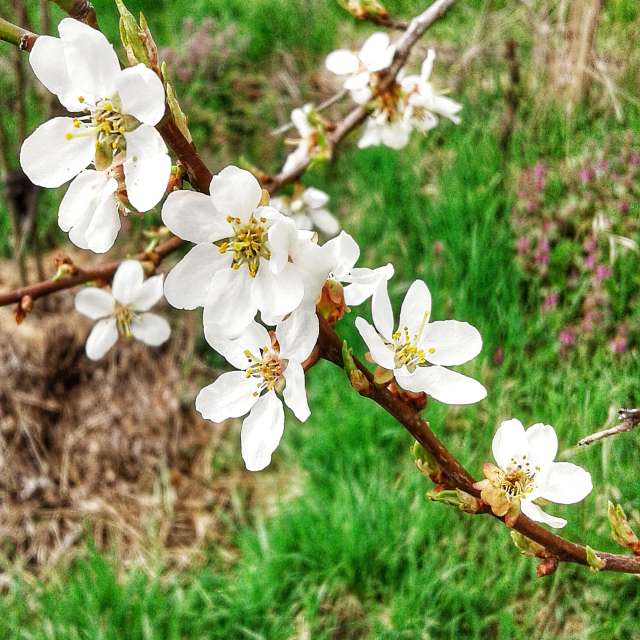 Flower. Weather forecasts with beautiful photos by urashm Photos in Khmelnytskyi