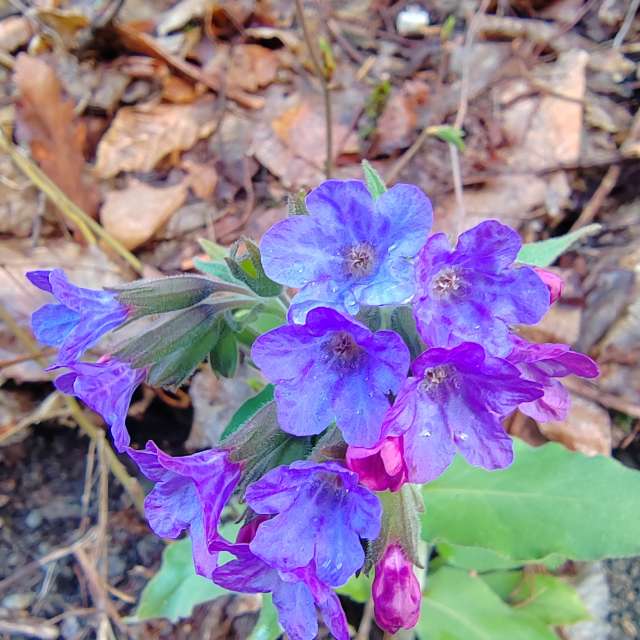 Flower. Weather forecasts with beautiful photos by Albert_Smelovtsev Photos in Roza Khutor