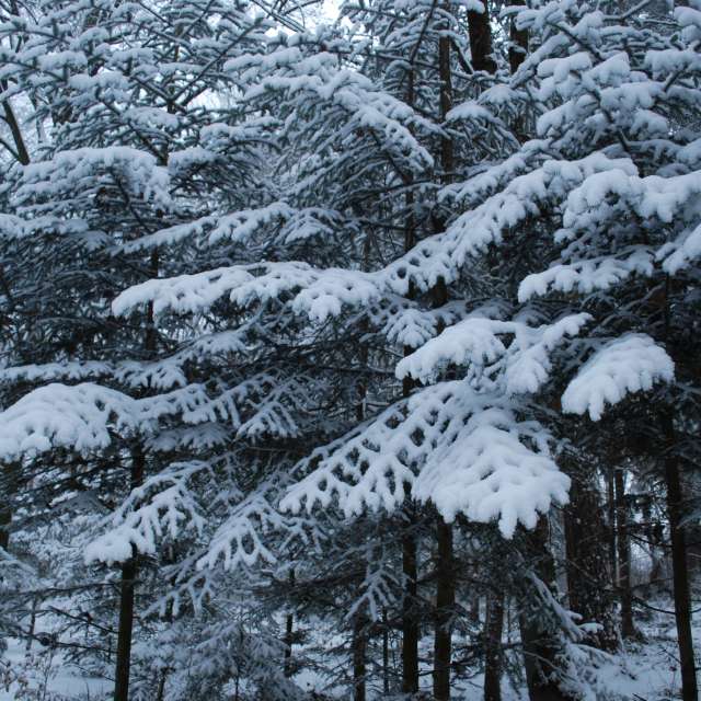 Weather forecasts with beautiful photos by Marcela Cervenakova