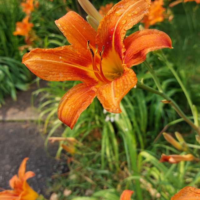 Rain. Weather forecasts with beautiful photos by Iryna Photos in Kharkiv