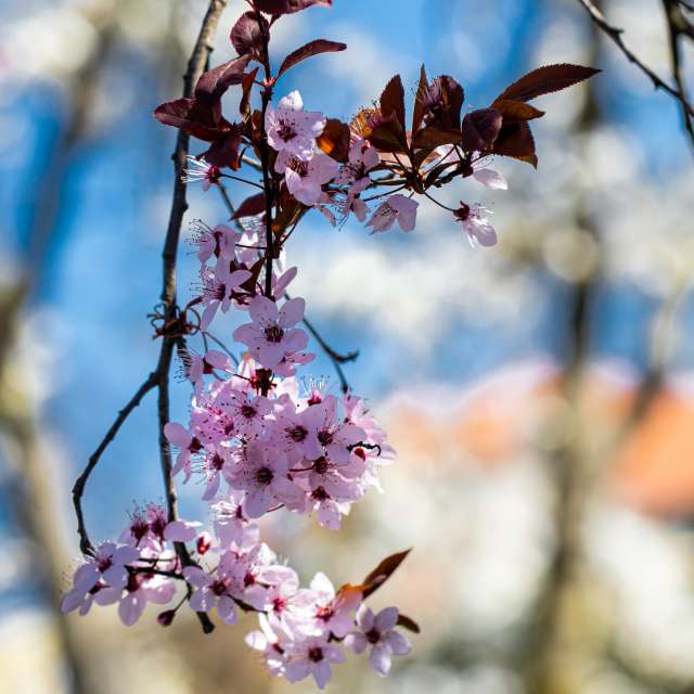 Blue. Weather forecasts with beautiful photos by VdClaudiu Photos in Timișoara