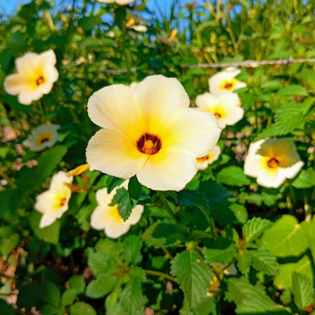 天气预报，带Safardy02精美的照片