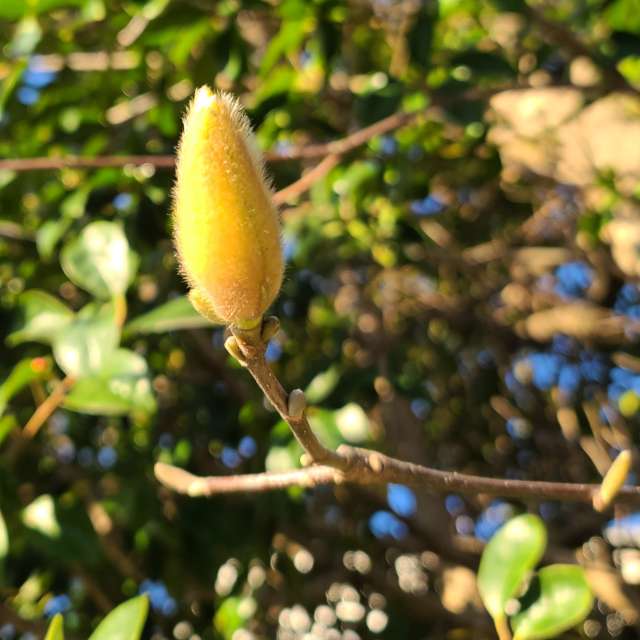 Fotos Banana. Previsões do tempo com lindas fotos de あさのジジ em Okayama