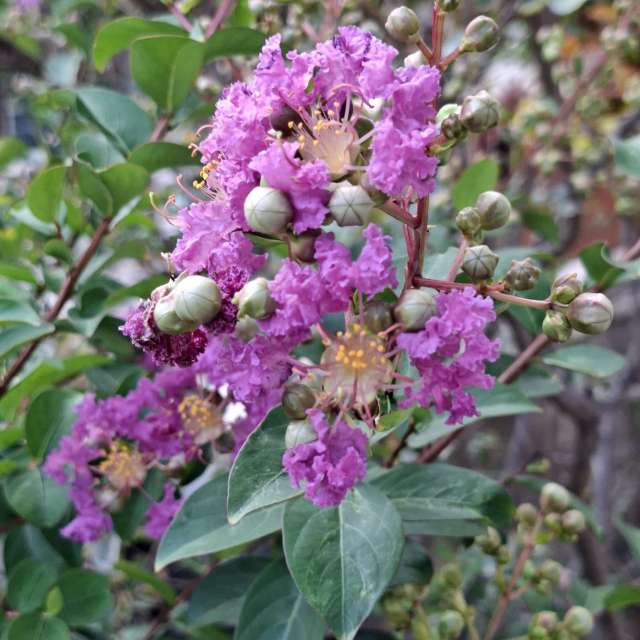 Fotos Fechar. Previsões do tempo com lindas fotos de Wen-ya Huang em Kaohsiung City