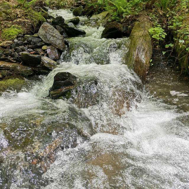 Gras. Wettervorhersagen mit schönen Fotos von Albert_Smelovtsev Fotos Roza Khutor