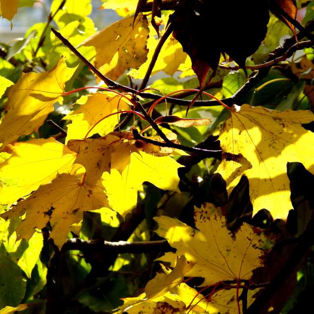 Bird. Weather forecasts with beautiful photos by Михаил Гавриков Photos in Kharkiv