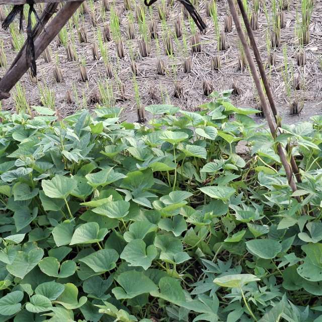 Fotos Recinto. Previsões do tempo com lindas fotos de Wen-ya Huang em Kaohsiung City