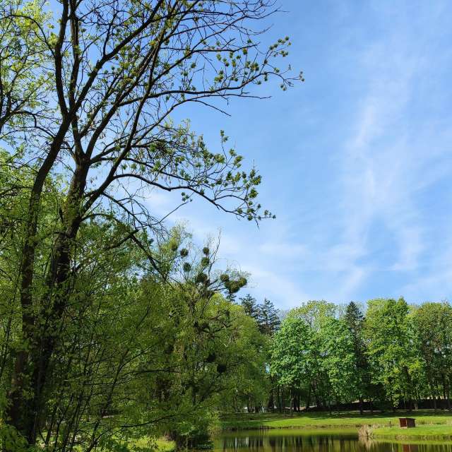 Tree. Weather forecasts with beautiful photos by Romek58 Photos in Wieluń