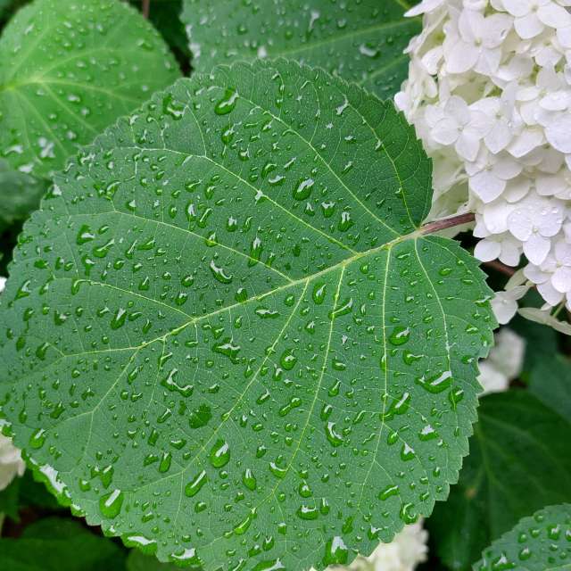 Rain. Weather forecasts with beautiful photos by Iryna Photos in Kharkiv