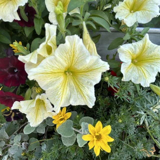 Weather forecasts with beautiful photos by grasielacf