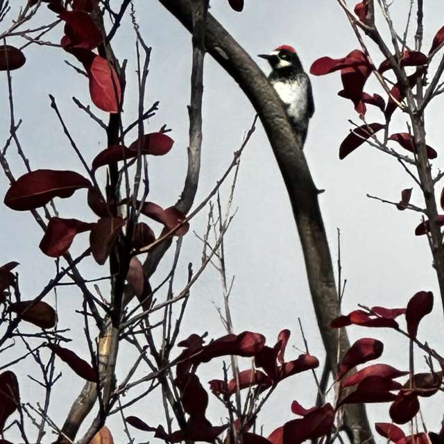 奇科的Weather. 天气预报，带RWDacy_SkyArt精美的照片照片