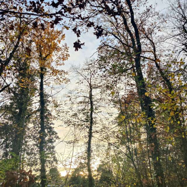 Forest. Weather forecasts with beautiful photos by Zorrra Photos in Kladow