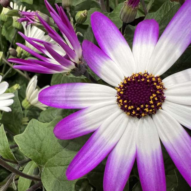 Photos météo à Monde. Prévisions météo avec de superbes photos de SwissEloi