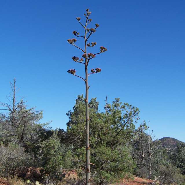 グランド キャニオン アメリカ合衆国 14日間の天気予報 レーダー 写真 Weawow