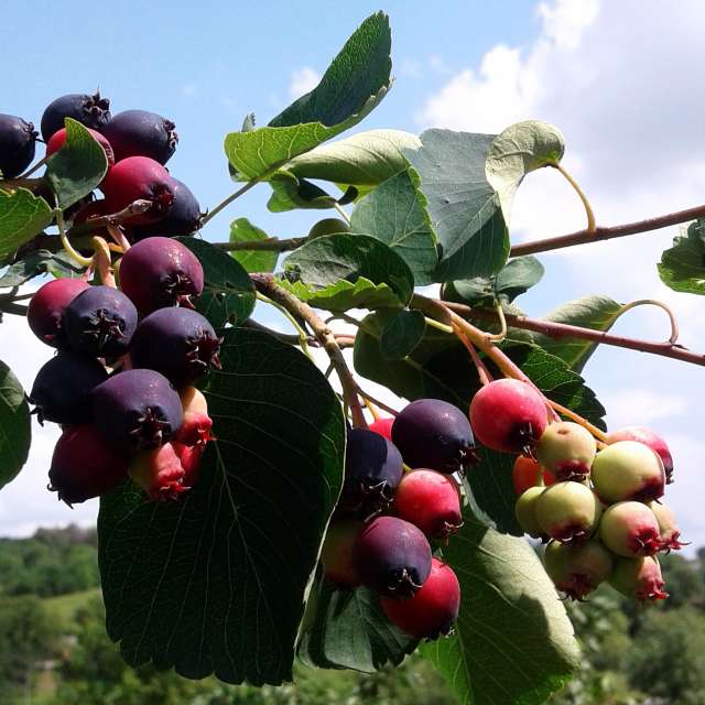 Fruit. Weather forecasts with beautiful photos by urashm Photos in Khmelnytskyi